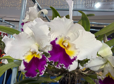 พิธีพระราชทานถ้วยรางวัลจากสมเด็จพระกนิษฐาธิราชเจ้า ... พารามิเตอร์รูปภาพ 22