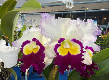 พิธีพระราชทานถ้วยรางวัลจากสมเด็จพระกนิษฐาธิราชเจ้า ... พารามิเตอร์รูปภาพ 23