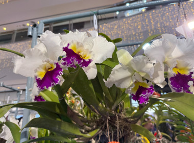 พิธีพระราชทานถ้วยรางวัลจากสมเด็จพระกนิษฐาธิราชเจ้า ... พารามิเตอร์รูปภาพ 21