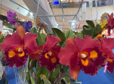 พิธีพระราชทานถ้วยรางวัลจากสมเด็จพระกนิษฐาธิราชเจ้า ... พารามิเตอร์รูปภาพ 24