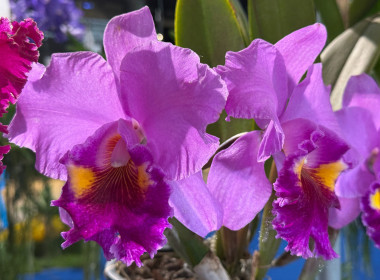 พิธีพระราชทานถ้วยรางวัลจากสมเด็จพระกนิษฐาธิราชเจ้า ... พารามิเตอร์รูปภาพ 26