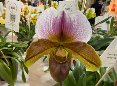 พิธีพระราชทานถ้วยรางวัลจากสมเด็จพระกนิษฐาธิราชเจ้า ... พารามิเตอร์รูปภาพ 27