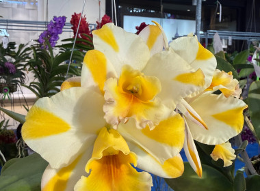 พิธีพระราชทานถ้วยรางวัลจากสมเด็จพระกนิษฐาธิราชเจ้า ... พารามิเตอร์รูปภาพ 28