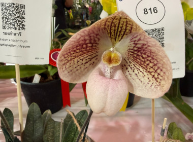 พิธีพระราชทานถ้วยรางวัลจากสมเด็จพระกนิษฐาธิราชเจ้า ... พารามิเตอร์รูปภาพ 29